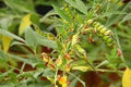 Vegetable Seeds,Garden seeds, Seeds For Planting,Plant Seeds