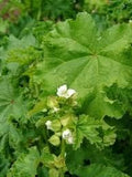 Vegetable Seeds,Garden seeds, Seeds For Planting,Plant Seeds