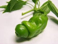 Vegetable Seeds,Garden seeds, Seeds For Planting,Plant Seeds