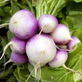 Vegetable Seeds,Garden seeds, Seeds For Planting,Plant Seeds