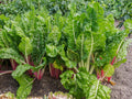 Vegetable Seeds,Garden seeds, Seeds For Planting,Plant Seeds