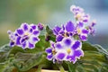 Flower Seeds, Seeds,Seeds For Planting,Plant Seeds