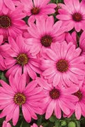 Flower Seeds, Seeds,Seeds For Planting,Plant Seeds