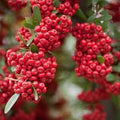Fruit Seeds,Garden seeds, Seeds For Planting,Plant Seeds
