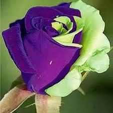 Flower Seeds, Seeds,Seeds For Planting,Plant Seeds