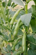 Vegetable Seeds,Garden seeds, Seeds For Planting,Plant Seeds