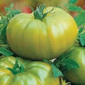 Vegetable Seeds,Garden seeds, Seeds For Planting,Plant Seeds