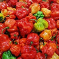 Vegetable Seeds,Garden seeds, Seeds For Planting,Plant Seeds