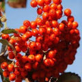 Fruit Seeds,Garden seeds, Seeds For Planting,Plant Seeds