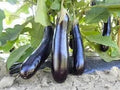 Vegetable Seeds,Garden seeds, Seeds For Planting,Plant Seeds