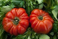 Vegetable Seeds,Garden seeds, Seeds For Planting,Plant Seeds