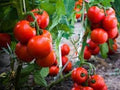 Vegetable Seeds,Garden seeds, Seeds For Planting,Plant Seeds