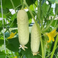 Vegetable Seeds,Garden seeds, Seeds For Planting,Plant Seeds