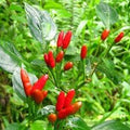 Vegetable Seeds,Garden seeds, Seeds For Planting,Plant Seeds