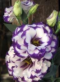 Flower Seeds, Seeds,Seeds For Planting,Plant Seeds