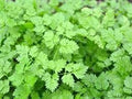 Vegetable Seeds,Garden seeds, Seeds For Planting,Plant Seeds