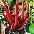 Herb Seeds,Garden seeds, Seeds For Planting,Plant Seeds