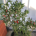 Vegetable Seeds,Garden seeds, Seeds For Planting,Plant Seeds