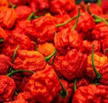 Vegetable Seeds,Garden seeds, Seeds For Planting,Plant Seeds