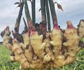 Vegetable Seeds,Garden seeds, Seeds For Planting,Plant Seeds