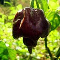 Vegetable Seeds,Garden seeds, Seeds For Planting,Plant Seeds