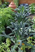 Vegetable Seeds,Garden seeds, Seeds For Planting,Plant Seeds