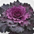 Vegetable Seeds,Garden seeds, Seeds For Planting,Plant Seeds