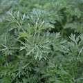 Herb Seeds,Garden seeds, Seeds For Planting,Plant Seeds
