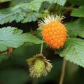 Fruit Seeds,Garden seeds, Seeds For Planting,Plant Seeds