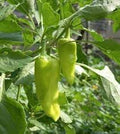 Vegetable Seeds,Garden seeds, Seeds For Planting,Plant Seeds