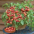 Vegetable Seeds,Garden seeds, Seeds For Planting,Plant Seeds