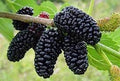Fruit Seeds,Garden seeds, Seeds For Planting,Plant Seeds
