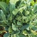Vegetable Seeds,Garden seeds, Seeds For Planting,Plant Seeds