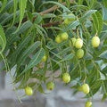 Fruit Seeds,Garden seeds, Seeds For Planting,Plant Seeds