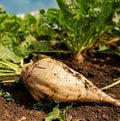 Fruit Seeds,Garden seeds, Seeds For Planting,Plant Seeds