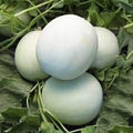 Fruit Seeds,Garden seeds, Seeds For Planting,Plant Seeds