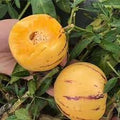 Fruit Seeds,Garden seeds, Seeds For Planting,Plant Seeds