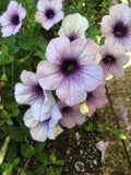 White & Black Petunia Flower Seeds – Heirloom, Non-GMO, High Germination Organic Seeds for Planting