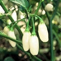 Vegetable Seeds,Garden seeds, Seeds For Planting,Plant Seeds