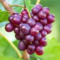 Fruit Seeds,Garden seeds, Seeds For Planting,Plant Seeds