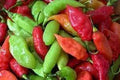 Vegetable Seeds,Garden seeds, Seeds For Planting,Plant Seeds