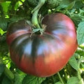 Vegetable Seeds,Garden seeds, Seeds For Planting,Plant Seeds