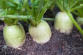 Vegetable Seeds,Garden seeds, Seeds For Planting,Plant Seeds