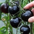 Vegetable Seeds,Garden seeds, Seeds For Planting,Plant Seeds
