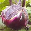 Vegetable Seeds,Garden seeds, Seeds For Planting,Plant Seeds