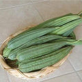 Vegetable Seeds,Garden seeds, Seeds For Planting,Plant Seeds