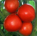 Vegetable Seeds,Garden seeds, Seeds For Planting,Plant Seeds