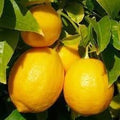 Vegetable Seeds,Garden seeds, Seeds For Planting,Plant Seeds