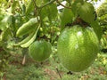 Fruit Seeds,Garden seeds, Seeds For Planting,Plant Seeds
