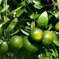 Fruit Seeds,Garden seeds, Seeds For Planting,Plant Seeds